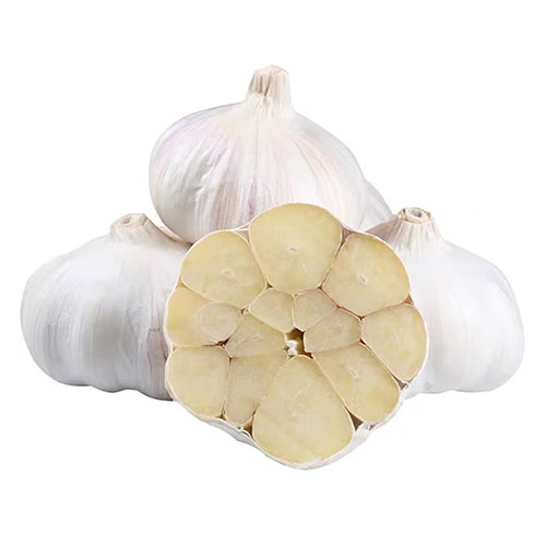 Fresh Garlic