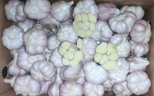 Egyptian garlic production halved this season