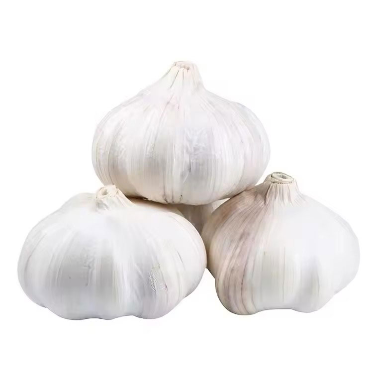 Super White Fresh Garlic